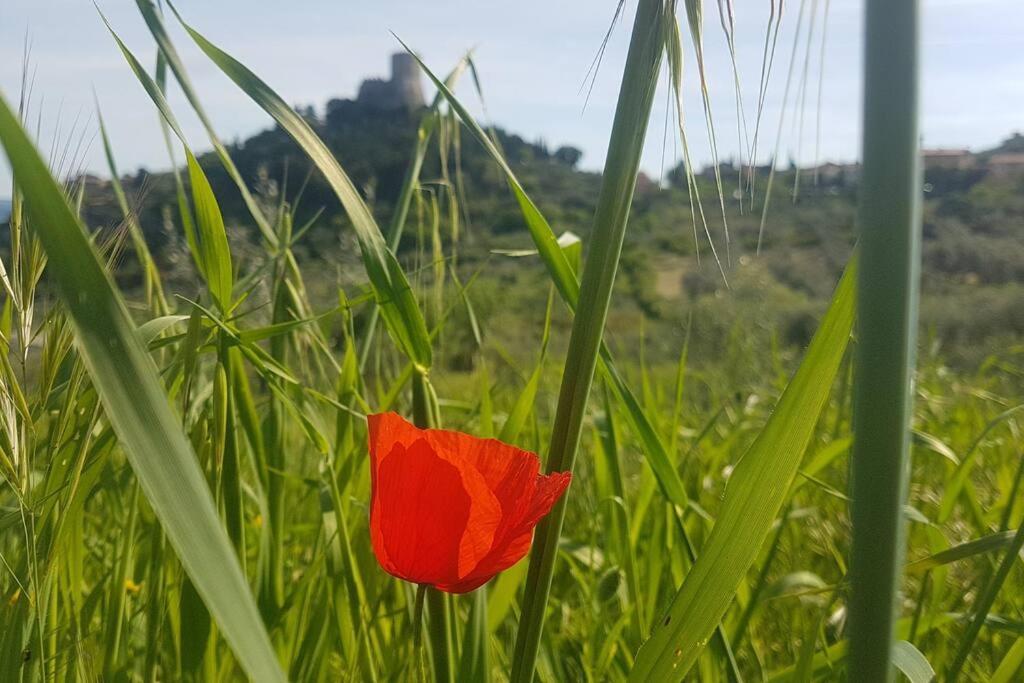 Apartmán La Casina Di Nonna Giulia Castiglione dʼOrcia Exteriér fotografie